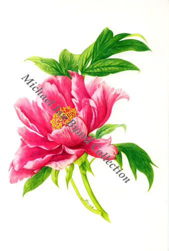 Tree Paeony